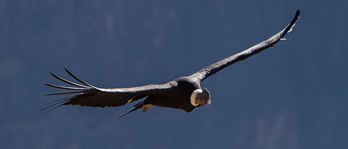 Condor Sighting Tour Chonta